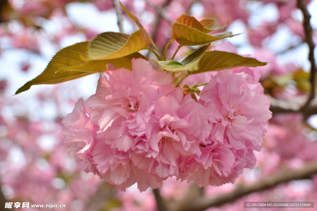 樱花