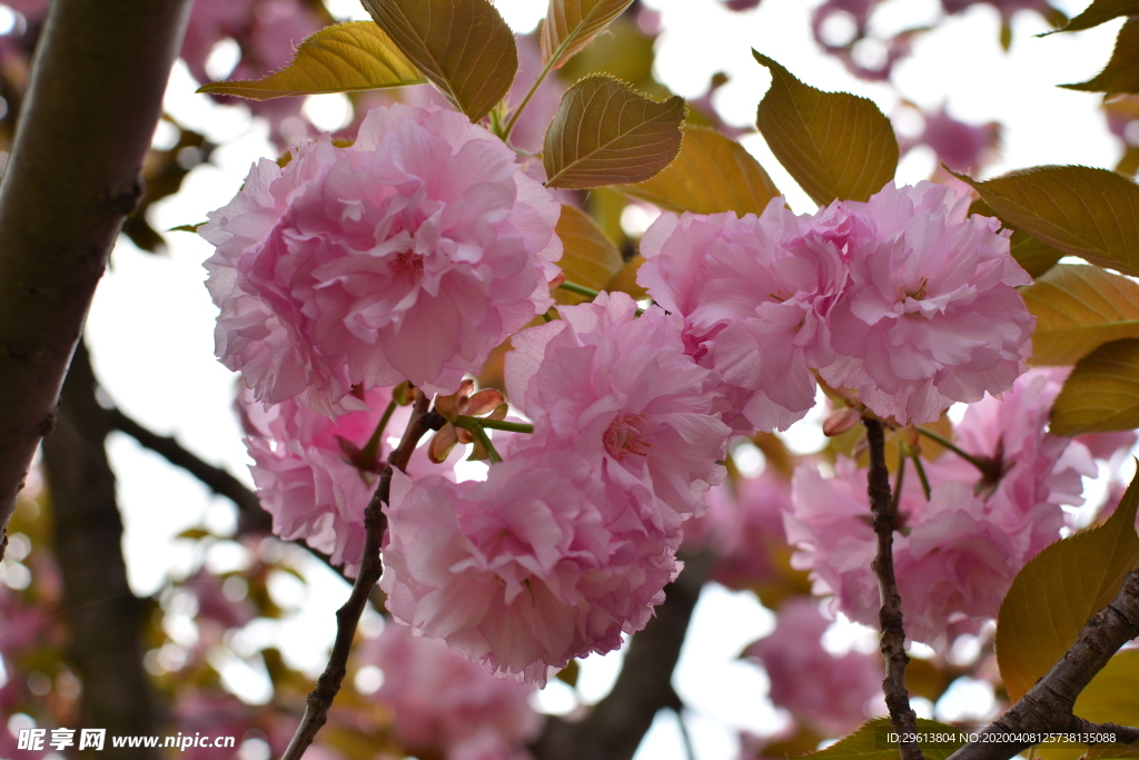 樱花