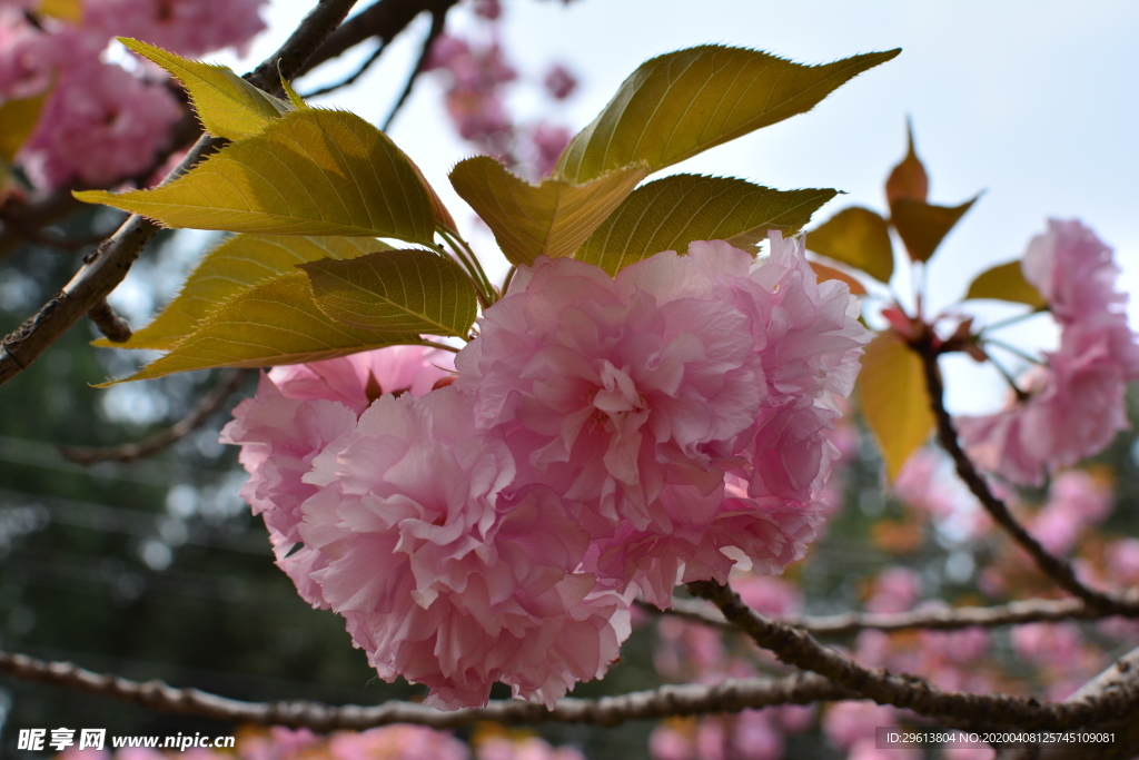 樱花