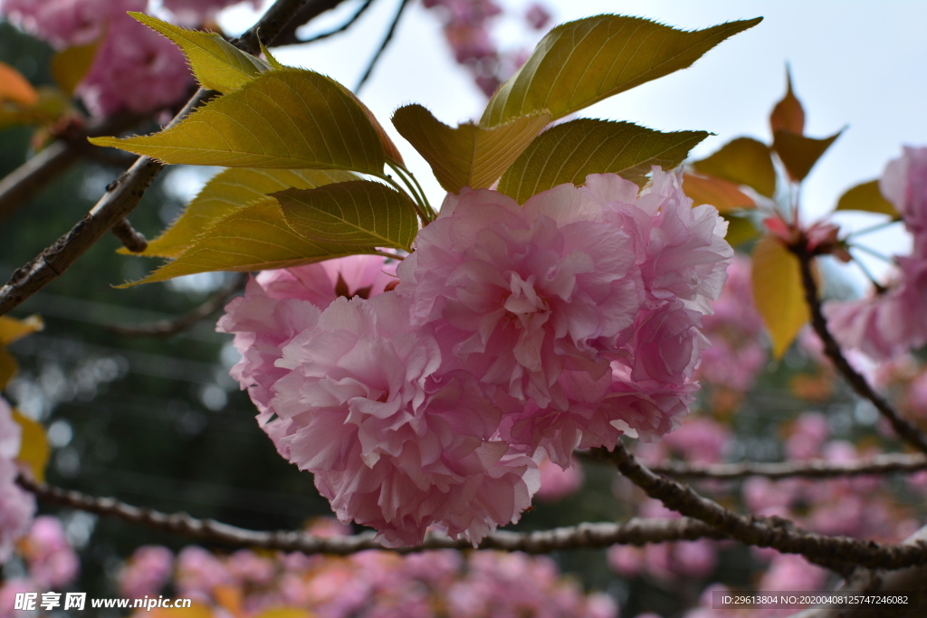 樱花