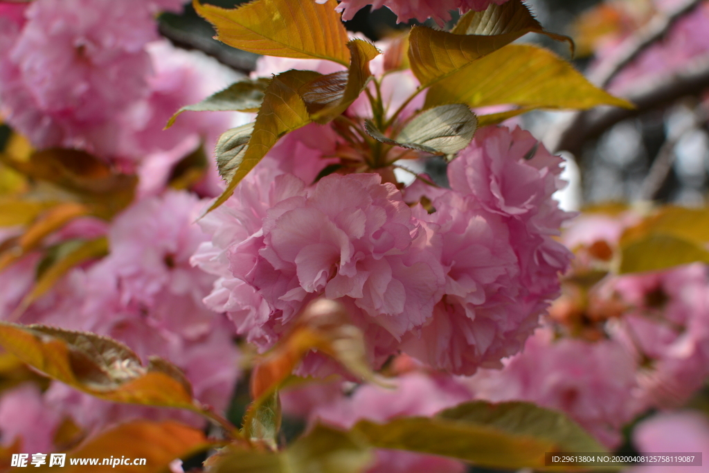 樱花
