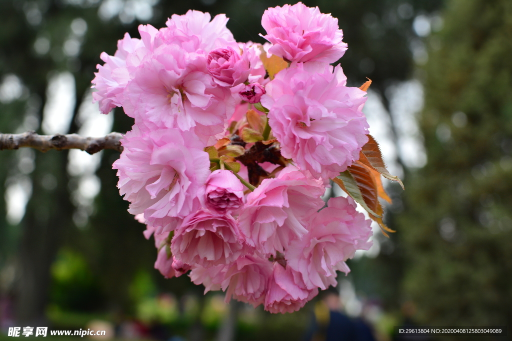 樱花