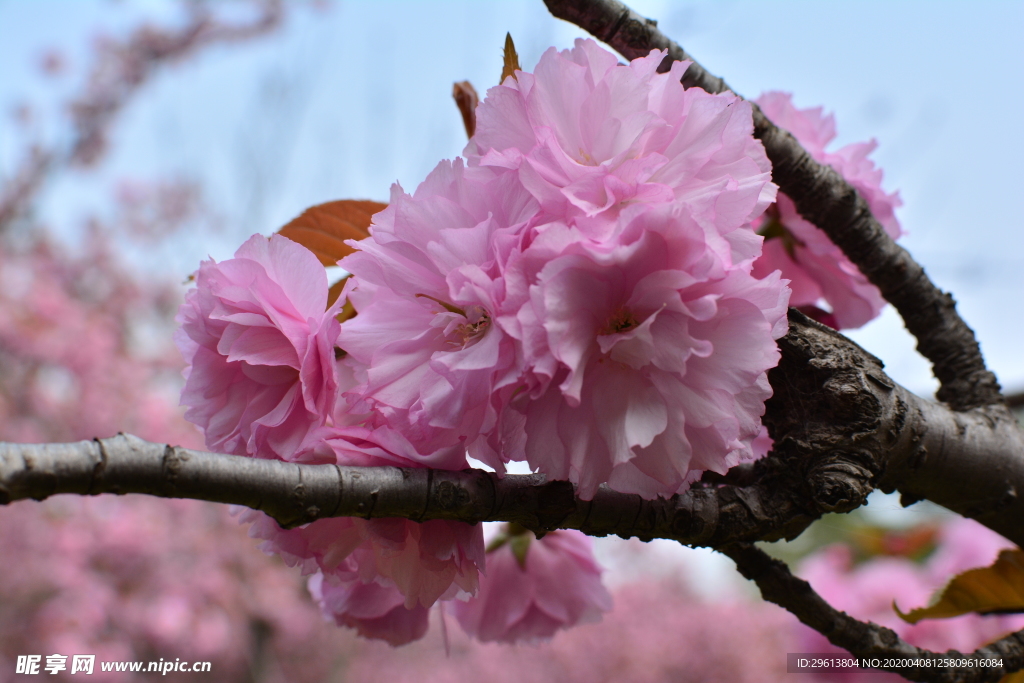 樱花