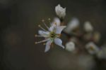 梨花 花 梨 树 春天 白花