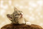 布偶猫 蓝双 布娃娃猫 仙女猫