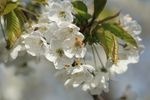 花 开花 绽放 花卉 樱花 日