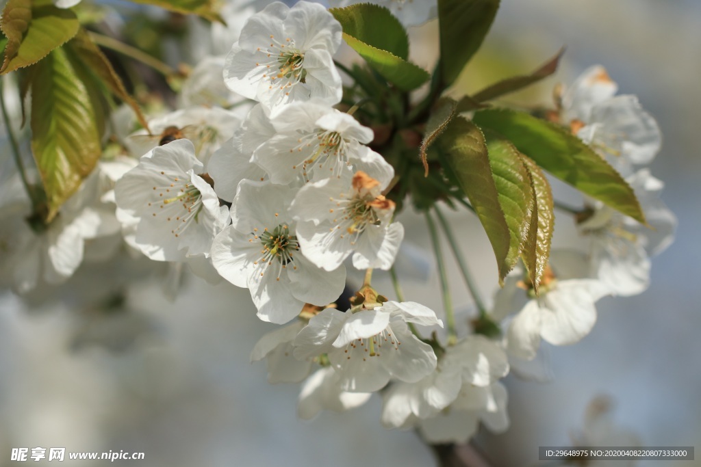 花 开花 绽放 花卉 樱花 日