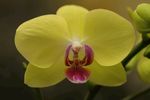 花蕊