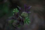 花草