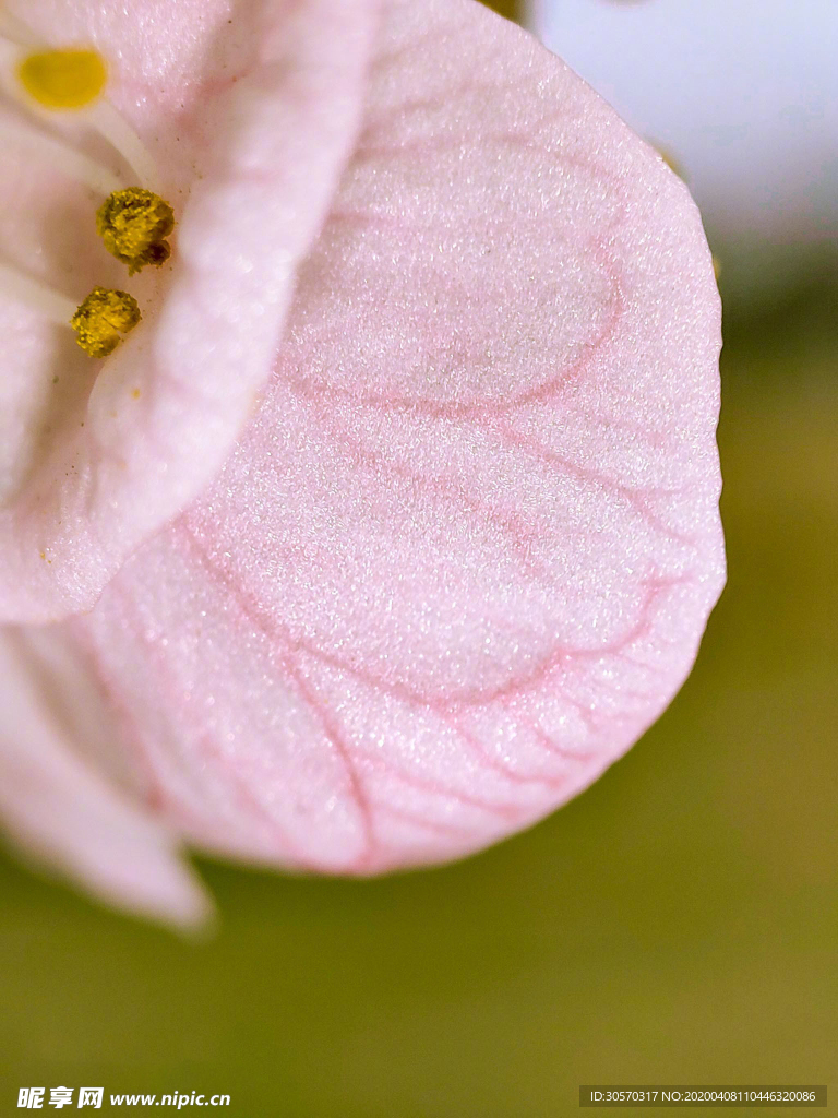 花瓣