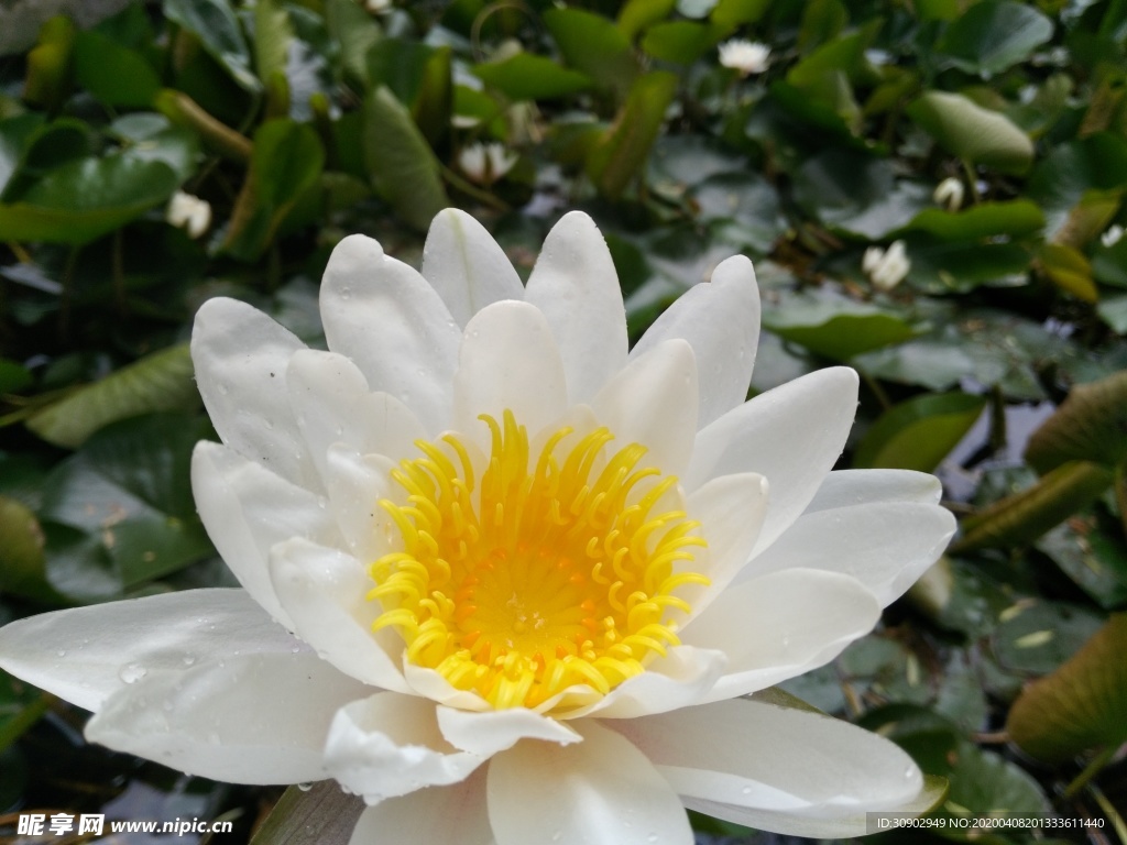 白色莲花