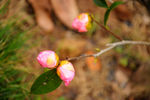山茶花苞