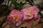 山茶花