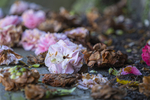 残花杜鹃