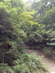 林间小道