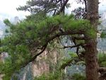 山崖迎客松