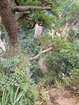 山崖
