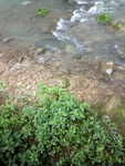 河水