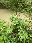 林间河水