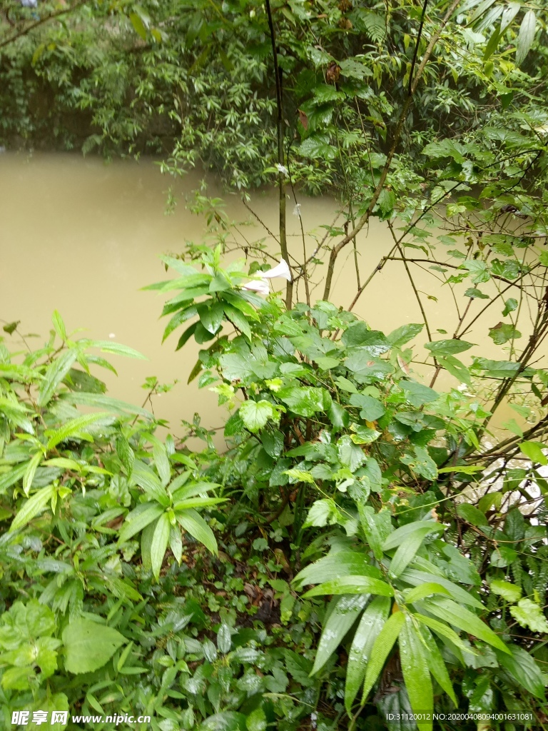 林间河水