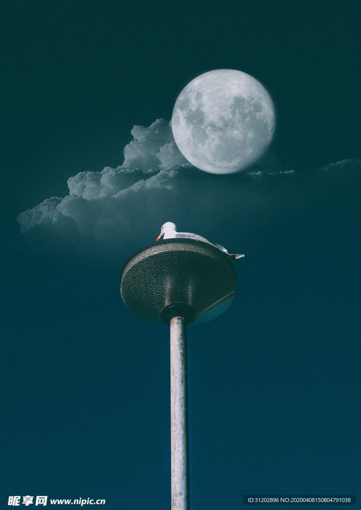 月亮鸟