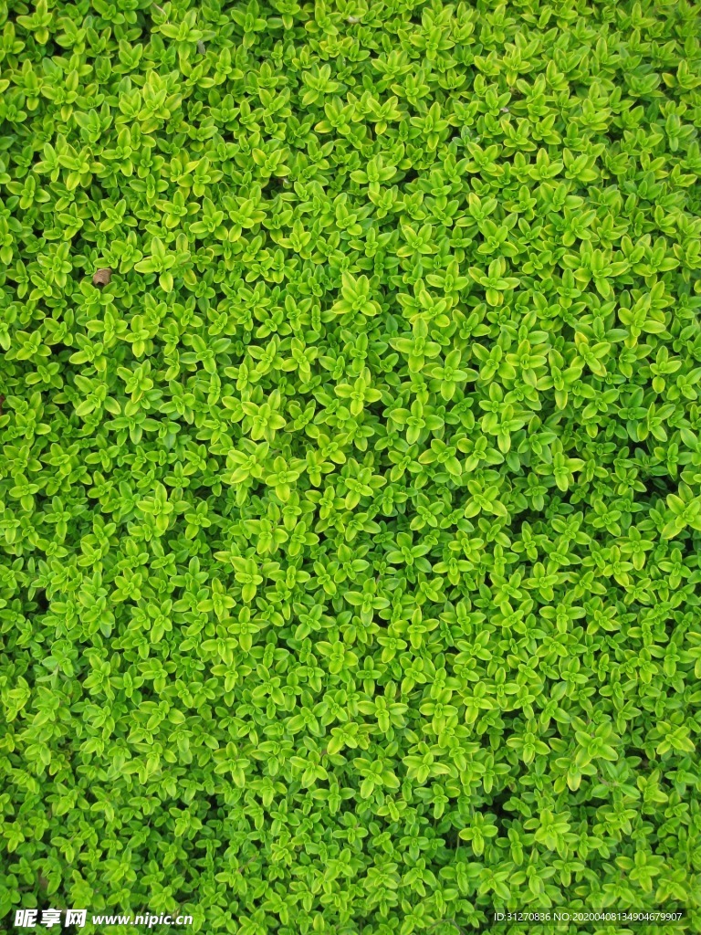 草地