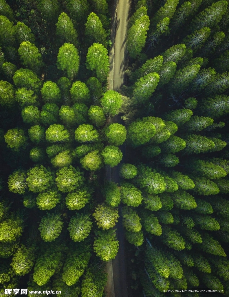 绿色森林
