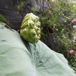 夏荷