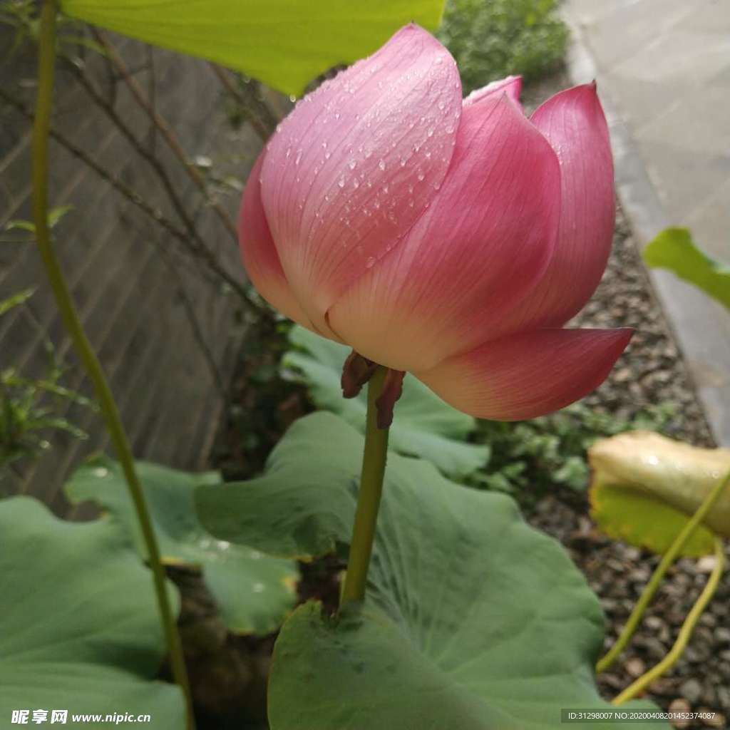 荷花