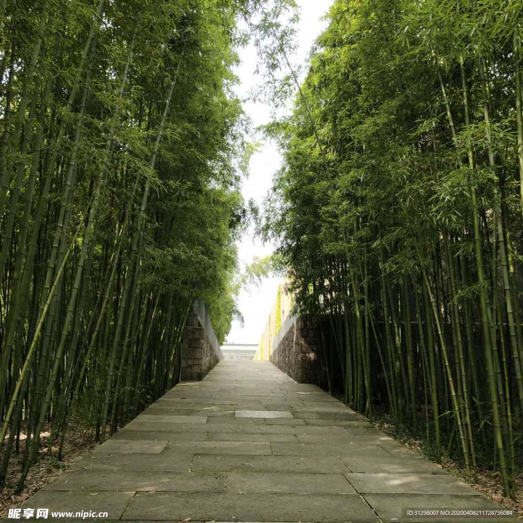 竹林