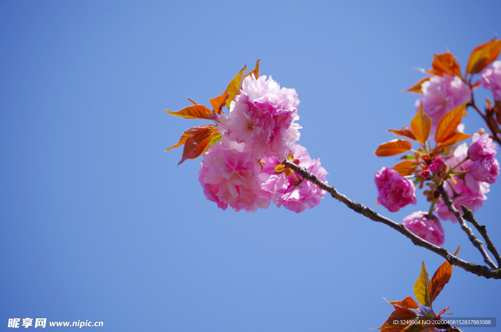 樱花