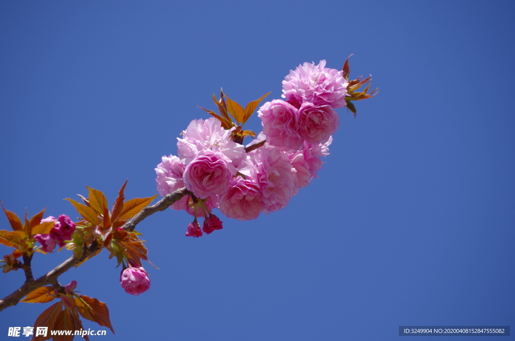 樱花