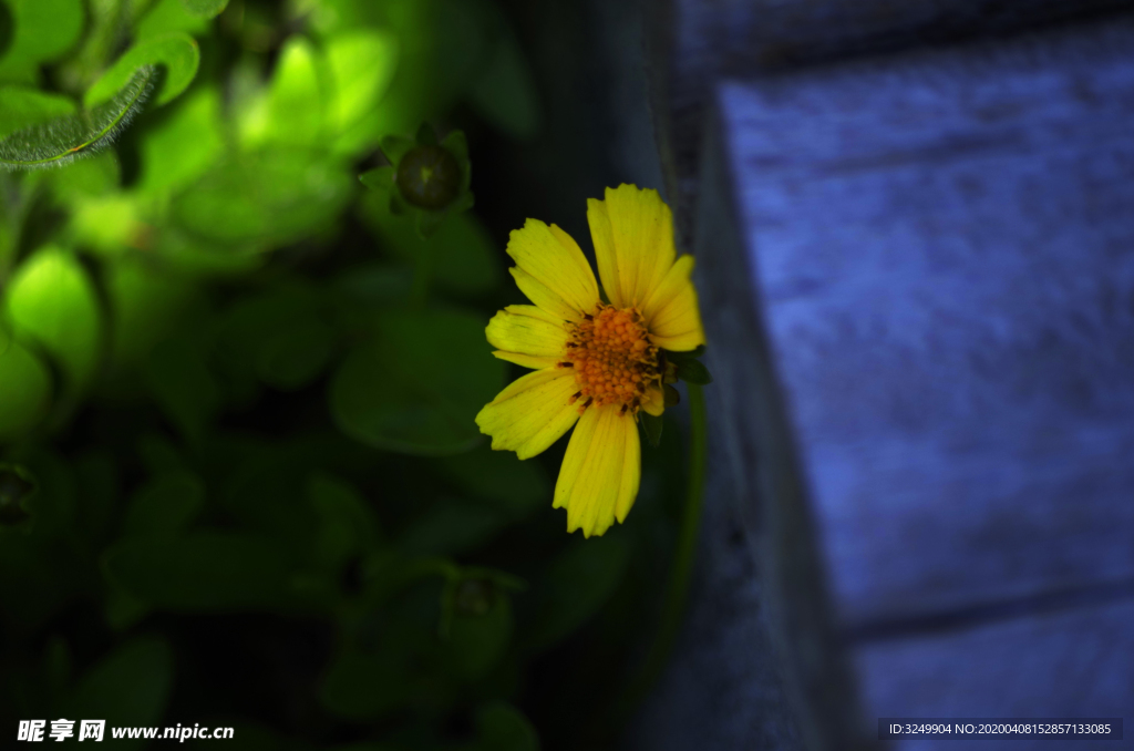 黄花