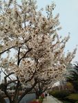 东京樱花