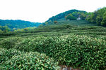 茶叶 采茶 西湖龙井