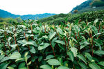 茶叶 采茶 西湖龙井
