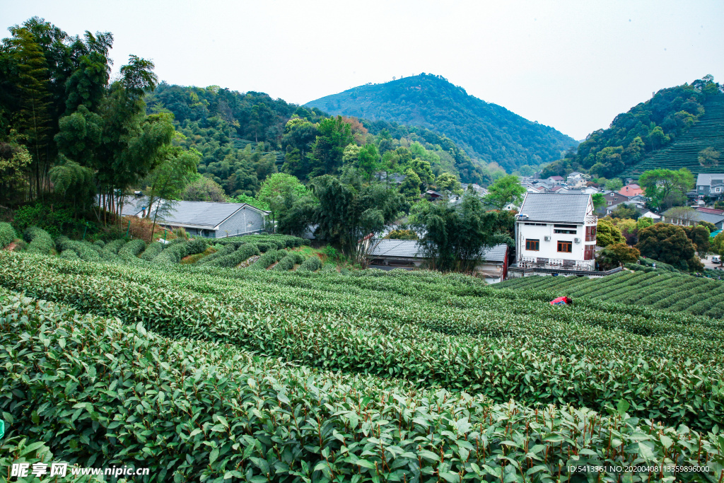 茶叶 采茶 西湖龙井