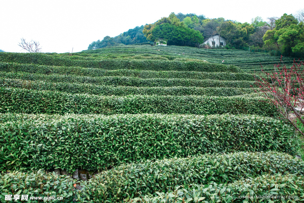 茶叶 采茶 西湖龙井