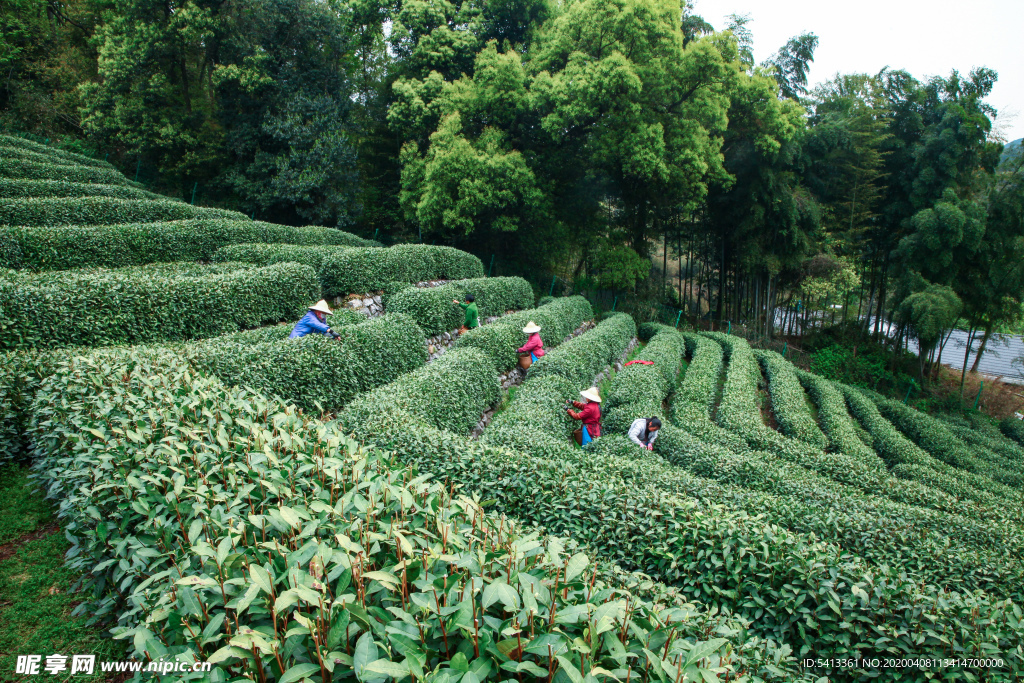 茶叶 采茶 西湖龙井