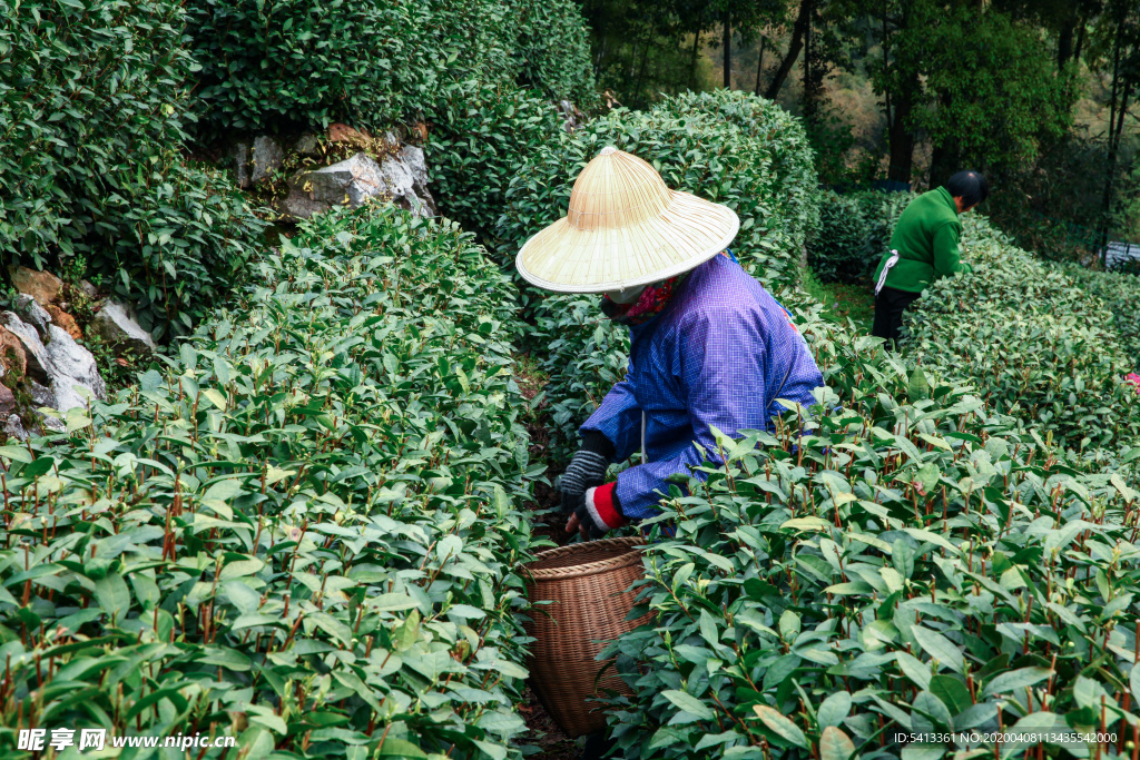 茶叶 采茶 西湖龙井