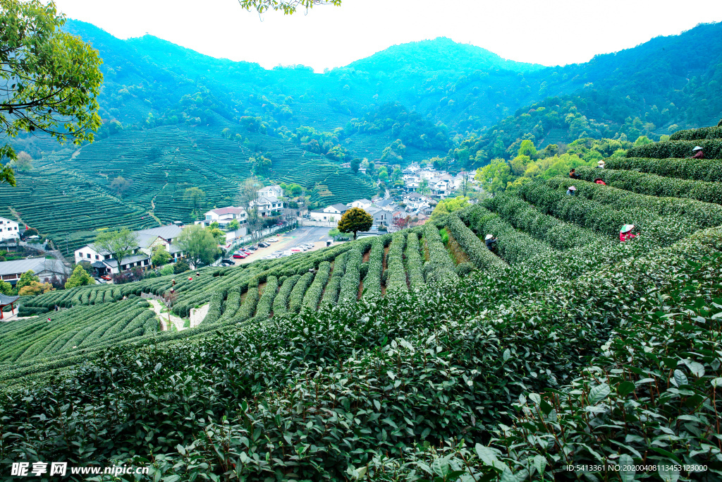 茶叶 采茶 西湖龙井