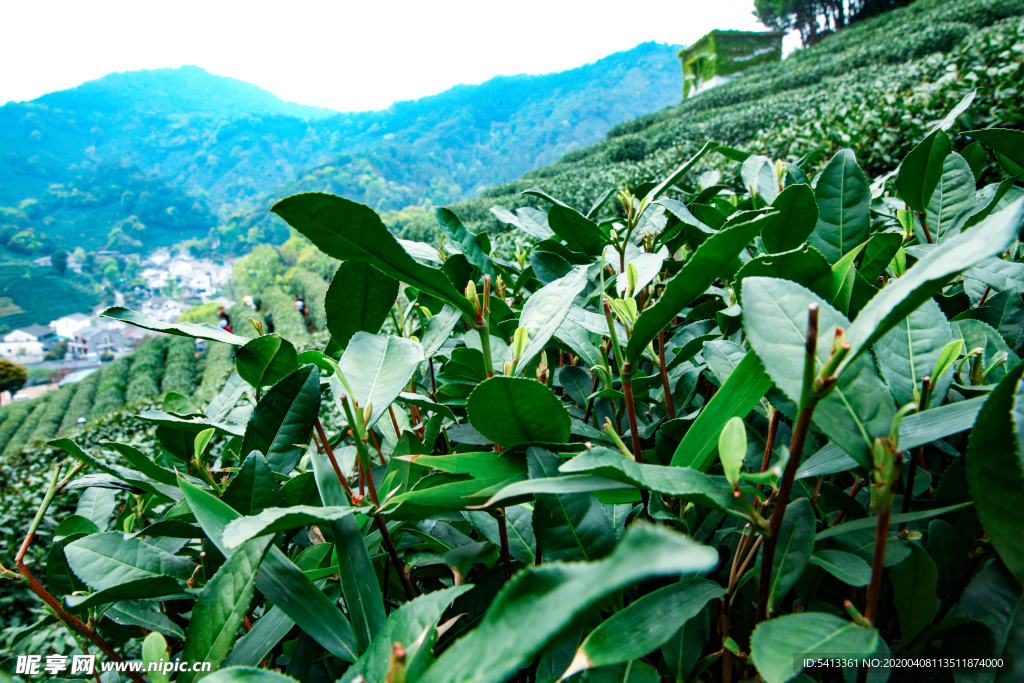 茶叶 采茶 西湖龙井