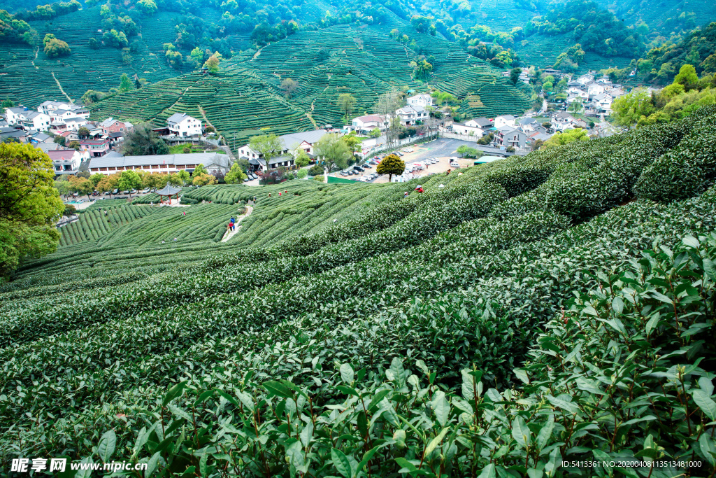 茶叶 采茶 西湖龙井