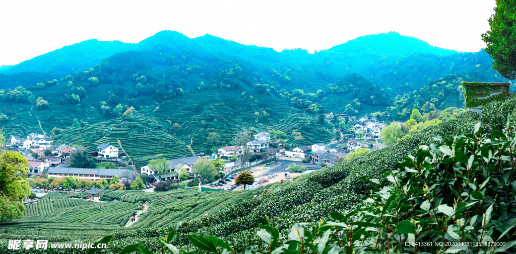 茶叶 采茶 西湖龙井