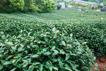 茶叶 采茶 西湖龙井