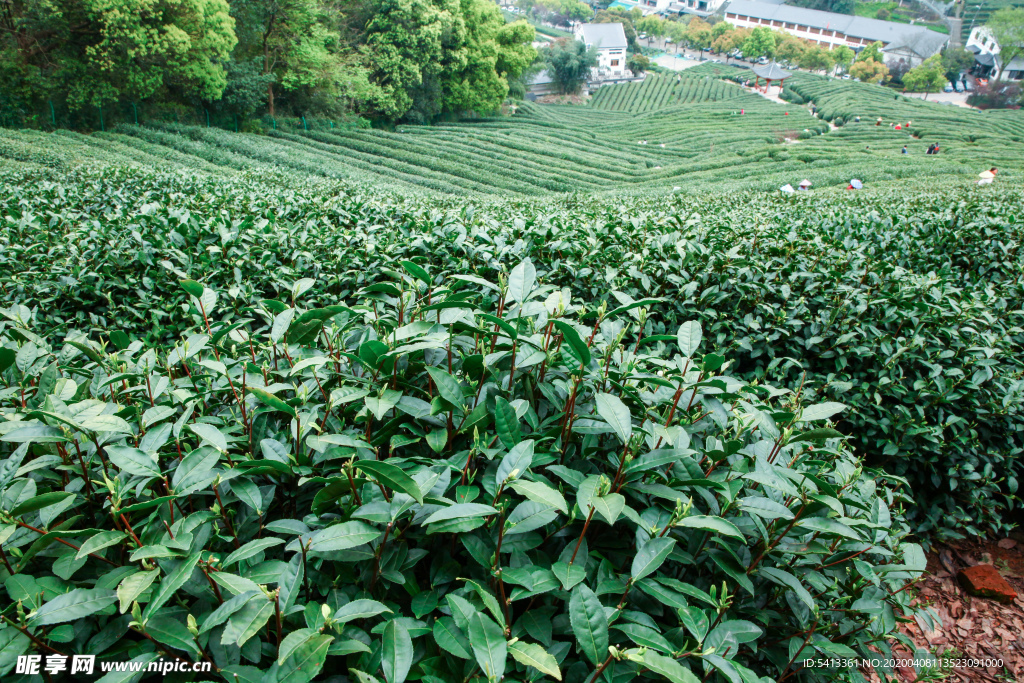 茶叶 采茶 西湖龙井