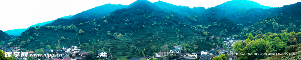 茶叶 采茶 西湖龙井