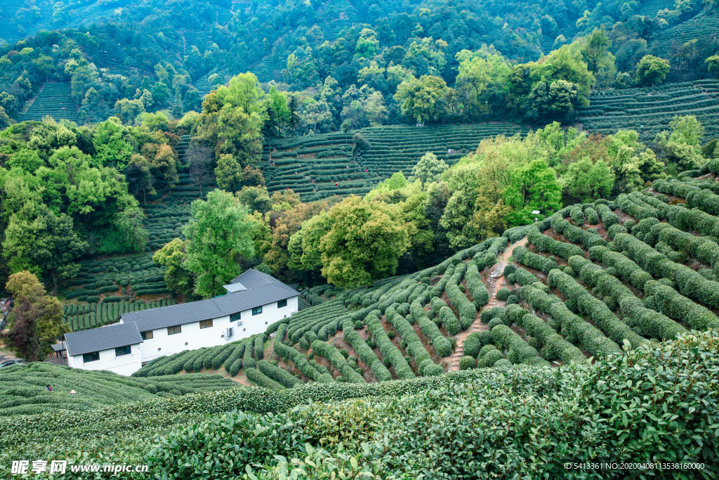 茶叶 采茶 西湖龙井