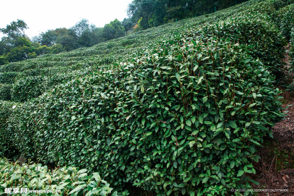 茶叶 采茶 西湖龙井