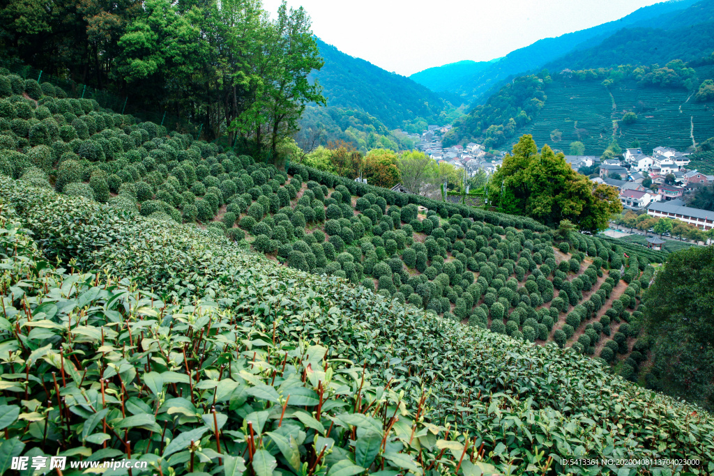 茶叶 采茶 西湖龙井